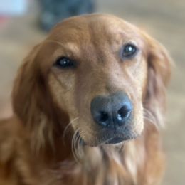 Smarty - Golden Retriever
