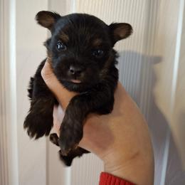Yorkshire Terrier Puppies from The Yorkies and Us