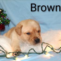 Brown - Yellow male Labrador Retriever puppy in Parma, Idaho from Campbell Valley Labradors