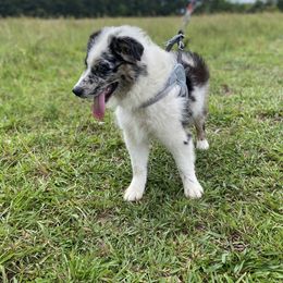 Miniature Australian Shepherd Puppies from Circle D Miniature Australian Shepherds