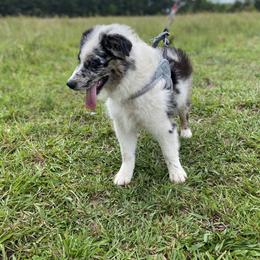 Miniature Australian Shepherd Puppies from Circle D Miniature Australian Shepherds
