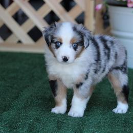 Cowgirl - Blue merle female Miniature Australian Shepherd puppy in Circleville, Utah from Canyon Creek Aussies