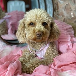 Cleo - Maltipoo