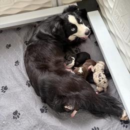 Black tri female - Black tri female Miniature Australian Shepherd puppy in Riverton, Utah from Iron Spirit Homestead & Aussies