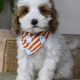 Sleepy - Parti male Goldendoodle puppy in Warsaw, Ohio from Lovabledoodles