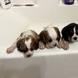 Cavalier King Charles Spaniel Puppies from SHANNON'S CAVALIERS