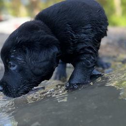 Labrador Retriever Puppies from AGL Retrievers