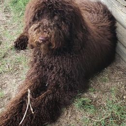 Goldendoodle All Grown Up from Tambre's Goldendoodles
