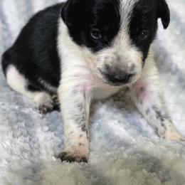 Penny (Puppy 5 -Female) - Black and white female Border Collie puppy in Danielsville, Georgia from MABorderCollies