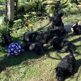 Scottish Terriers from Miranda Maynard