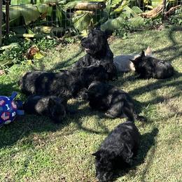 Scottish Terriers from Miranda Maynard