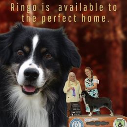 Ringo - Black tri male Miniature American Shepherd puppy in Wheatland, Wyoming from Jorvik Australian Shepherds