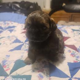 Boy 1 - Brindle male Shih Tzu puppy in Belleville, Michigan from Patricia's Heavenly Earth Angels