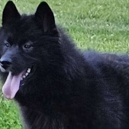 Raven - Siberian Husky