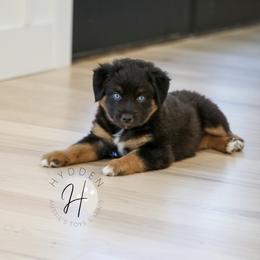 Miniature Australian Shepherd and Toy Australian Shepherd Puppies from Hydden Aussies