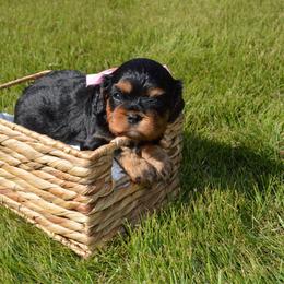 Lady May - Black and tan female Cavalier King Charles Spaniel puppy in Resaca, Georgia from Freeman's Royal Cavaliers