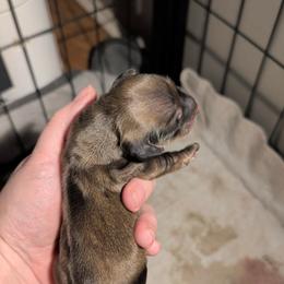 Lilly - Cream female Dachshund puppy in Huachuca City, Arizona from Az's B&B Doxies