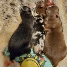 Pomsky Puppies from Candyland Pomskies