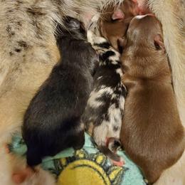 Pomsky Puppies from Candyland Pomskies