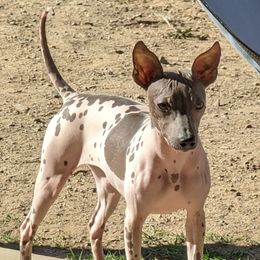 Rain - American Hairless Terrier