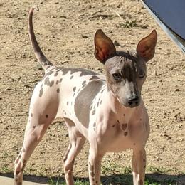 Rain - American Hairless Terrier