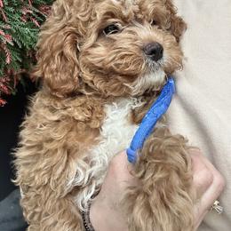Blue Boy - male Cavapoochon puppy in Clementon, New Jersey from PitterPatterPuppiesNJ