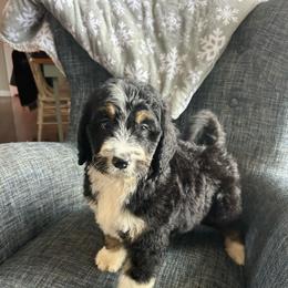 Orange - Tri-color male Bernedoodle puppy in Arabi, Georgia from Huckadoodle Farm