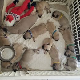 Pug Puppies from My princess pugs
