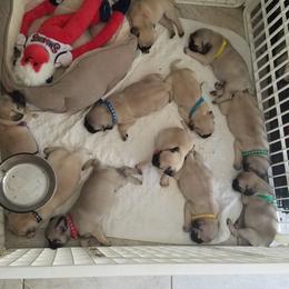 Pug Puppies from My princess pugs
