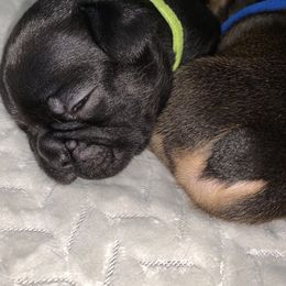 French Bulldog Puppies from Bad, Boujee and Cute !