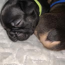 French Bulldog Puppies from Bad, Boujee and Cute !