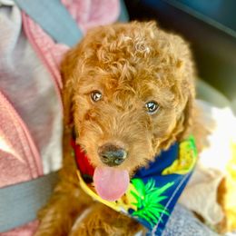 Bernedoodles, Double Doodles, and Goldendoodles from Pia’s Doodle Poodle Wag