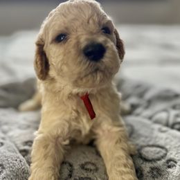 Mr Red Collar - Cream male Poodle puppy in Screven, Georgia from Dreamland Standard Poodles