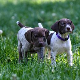 German Shorthaired Pointer Puppies from Valor Hill Kennels