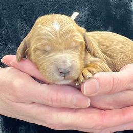 White Male - Apricot male Goldendoodle puppy in Great Falls, Montana from Montana Goldendoodles