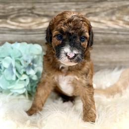 Bernedoodle and Whoodle Puppies from Genesis Family Farm