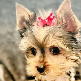 Juliet - Black and tan Yorkshire Terrier puppy in Columbia, South Carolina from Evermore Yorkies