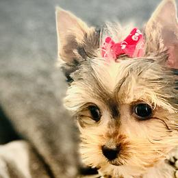 Juliet - Black and tan Yorkshire Terrier puppy in Columbia, South Carolina from Evermore Yorkies