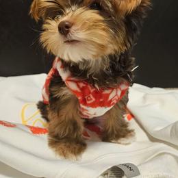 Yorkshire Terrier Puppies from Casey Clan Yorkies