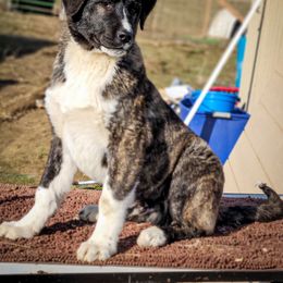 Anatolian Shepherd Dog and Australian Cattle Dog Puppies from 4D Cattle Dogs