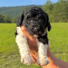 Maple - Parti female Goldendoodle puppy in Jasper, Georgia from Harrington Doodles & Poodles