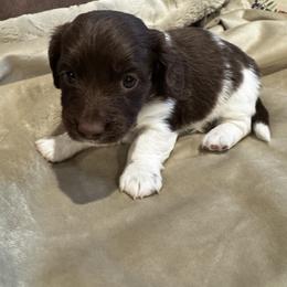 Boy 2 - Piebald male Dachshund puppy in Collinston, Utah from RSP Mini Doxies