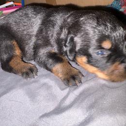 White girl - Black and mahogany female Rottweiler puppy in Colorado Springs, Colorado from Von Locher Rotties