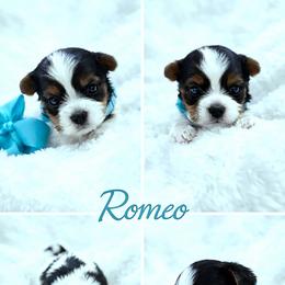 Biewer Terrier, Companion Cross, Maltipoo, Morkie, and Yorkshire Terrier Puppies from Puppy Boutique