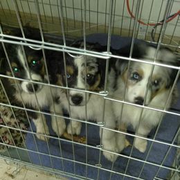 Australian Shepherds from Taptico’s Australian Shepherds