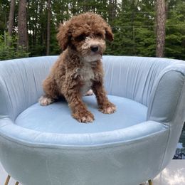 Cooper- CKC - Apricot male Poodle puppy in Cary, North Carolina from Happy puppies