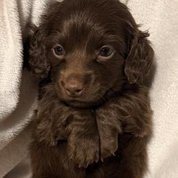 Lady - Chocolate female Dachshund puppy in Kentucky from Wonderful Weiners
