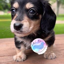 Boy 1 - Black and cream male Dachshund puppy in Houston, Texas from L&L 4D Dancer’s Dachshunds