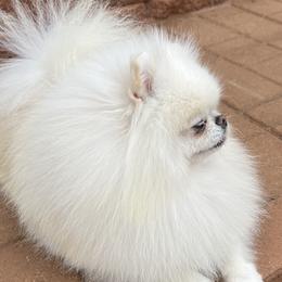 Marcel - White male Pomeranian puppy in Hot Springs, Arkansas from Pomeranian Empire