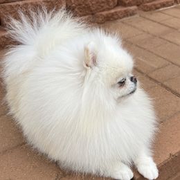 Marcel - White male Pomeranian puppy in Hot Springs, Arkansas from Pomeranian Empire